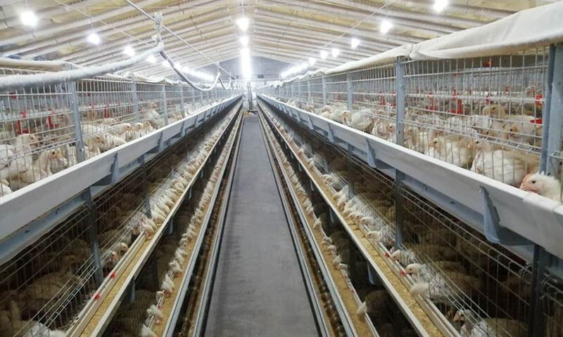 H Type Broiler Cage System