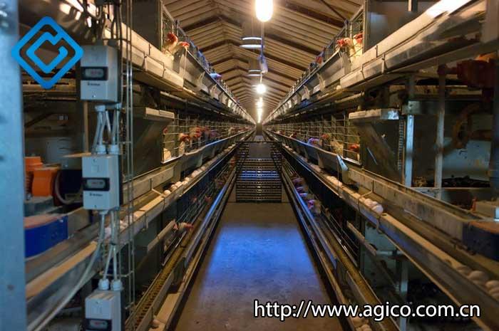 automatic poultry equipment