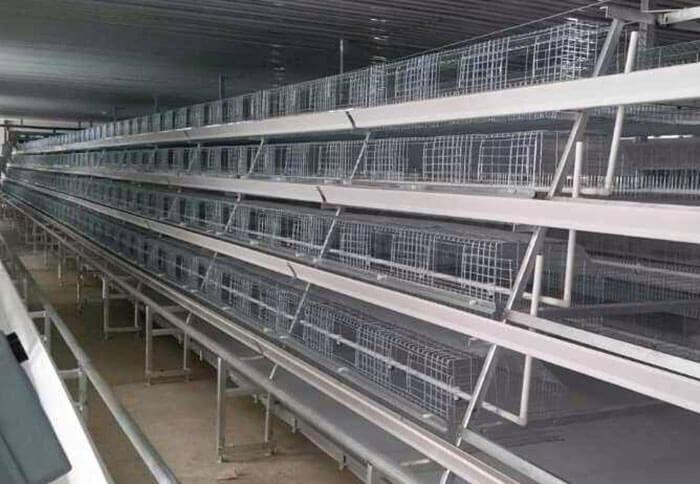 Type A Chicken Breeding Cage System