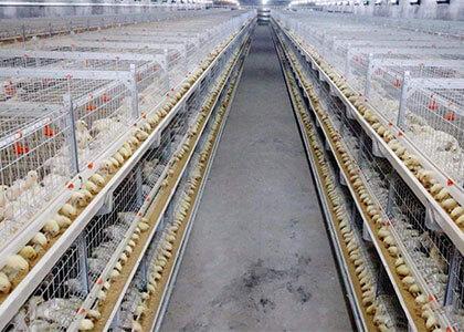 Broiler Cage