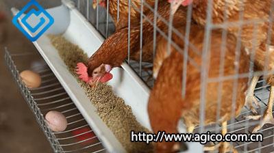 bv 380 chicken cage