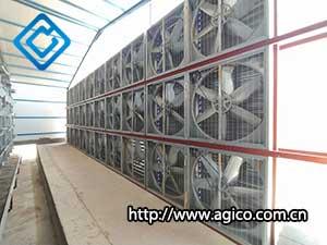 commercial poultry farm details