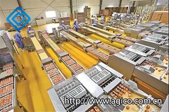 egg packaging area