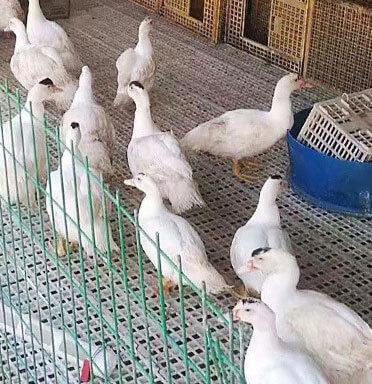 plastic slatted floor for ducks