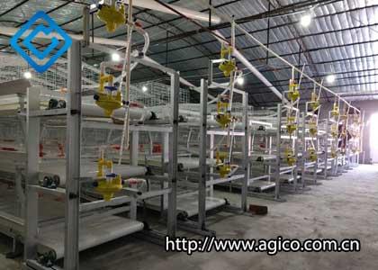 Automatic poultry manure removal system