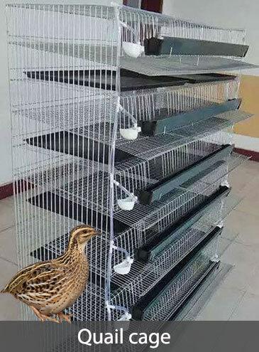 quail cages for sale